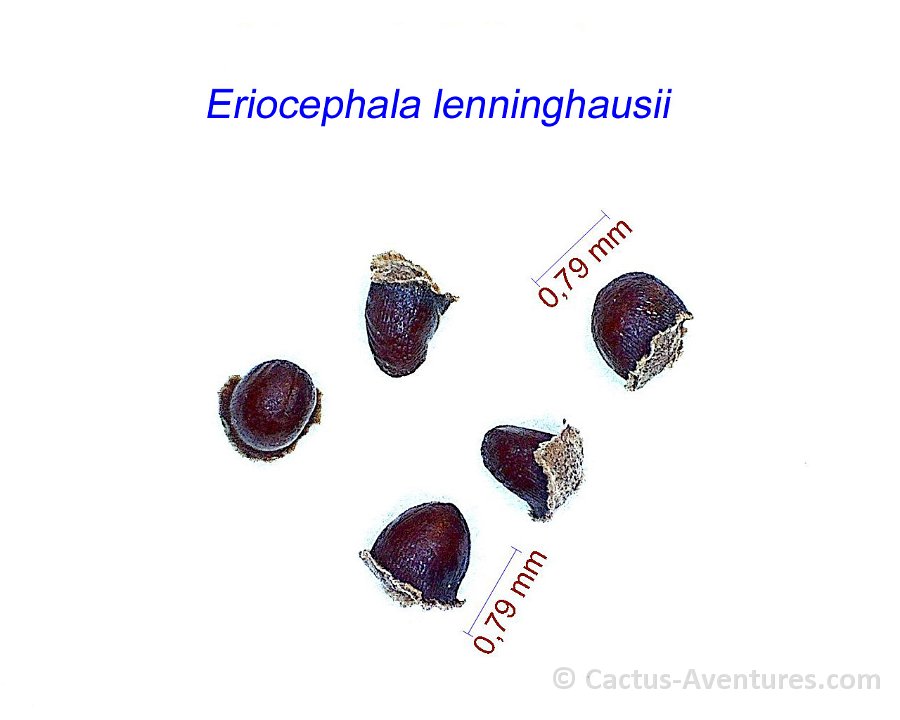 Eriocephala lenninghausii
